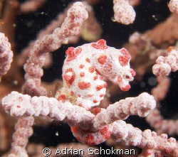 My Little Pygmy Seahorse below Sea Venture at Mabul Islan... by Adrian Schokman 